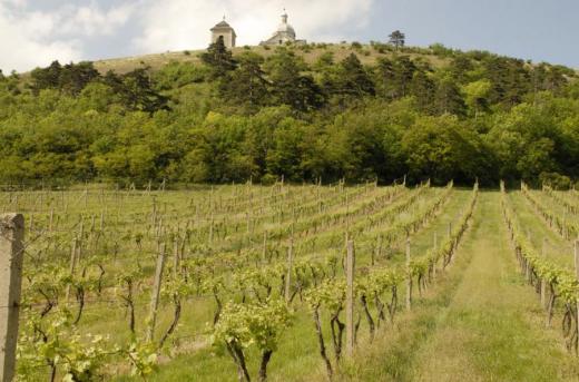 Druhově nejbohatší vinici v České republice najdeme na jižním úpatí Svatého kopečku u Mikulova. 