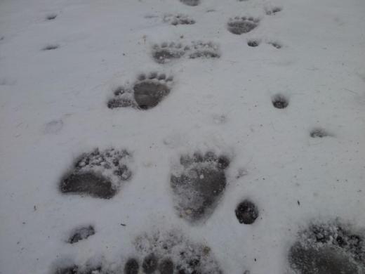 Stopy medvěda ve sněhu, CHKO Beskydy, Morávka, duben 2012.