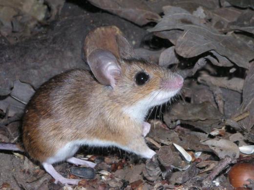 Myšice lesní (Apodemus flavicollis) je největší z našich myšic. Velké oči a uši svědčí o přizpůsobení noční aktivitě.