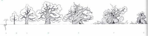 Věková stadia stromů