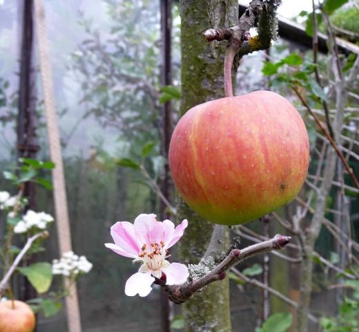 Květ a plod na jabloni, 2015.