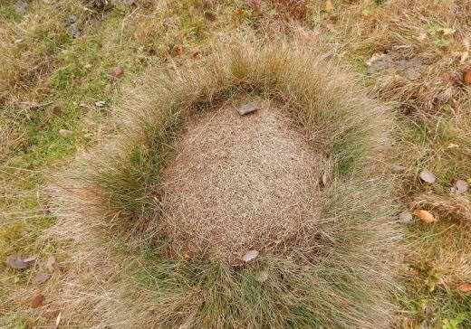 Charakteristické nadzemné hniezdo mravca Formica exsecta s typickým vencom hustej vegetácie po obvode.