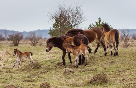 Divocí koně pocházející z anglického Exmooru se v rezervaci velkých kopytníků u Milovic dobře rozmnožují. Od ledna 2015 do února 2017 se dvěma stádům narodilo celkem 17 hříbat.