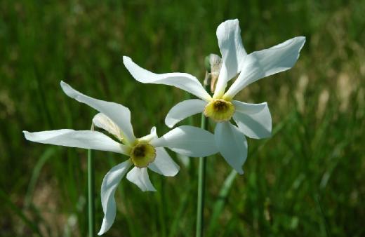 Narcis bílý (Narcissus poeticus). 