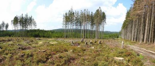 Plošné odlesnění horských lesů až na hranici NPR Rejvíz (na fotce vpravo). Kůrovec je nejen v rezervaci, ale především v okolních hospodářských lesích. Kácení v rezervaci proto vede k jejímu zbytečnému poškozování. 