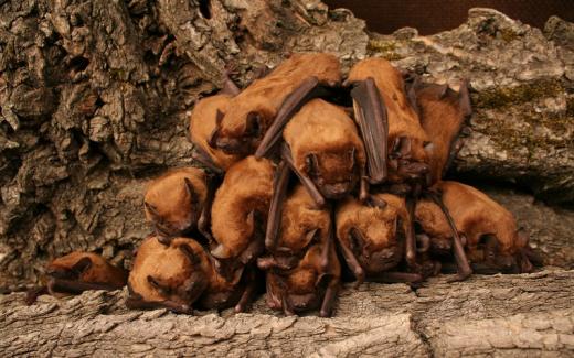 Kolonie netopýrů rezavých (Nyctalus noctula). 