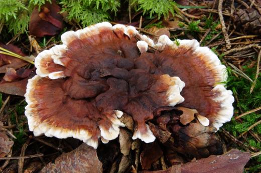 Lošákovec oranžový (Hydnellum aurantiacum) zařazený v Červeném seznamu do kategorie ohrožených druhů (EN). Je to mykorhizní symbiont smrku a roste v kulturních i přirozených lesích, hlavně v imisně nedotčených oblastech (Českomoravská vrchovina, jižní Čechy). 