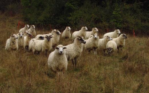 Kočovná pastva ovcí původního plemene valaška pomáhá obnovovat pestrost valašských kopců. Z luk se najednou stávají pastviny, což dnes většina lidí asi nijak nerozlišuje, ale příroda rozhodně ano. 
