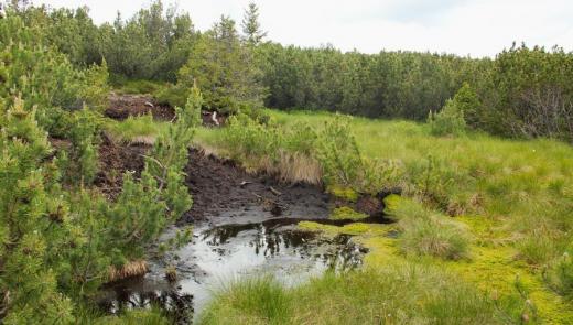Na šumavské Jezerní slati skončila ruční těžba rašeliny po válce, ale je to na ní stále dobře patrné. Obnažená rašelina zarůstá jen velmi zvolna. 