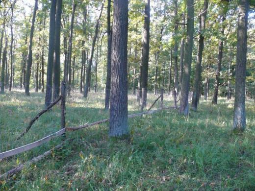 Lesnické oplocenky na ochranu botanicky cenných lokalit proti poškození nadměrným rytím černé zvěře; národní přírodní památka Hodonínská dúbrava. 