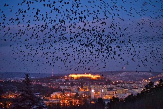 Kroužení hejn havranů a kavek nad nocovištěm u Riviéry. 12. 2. 2021  