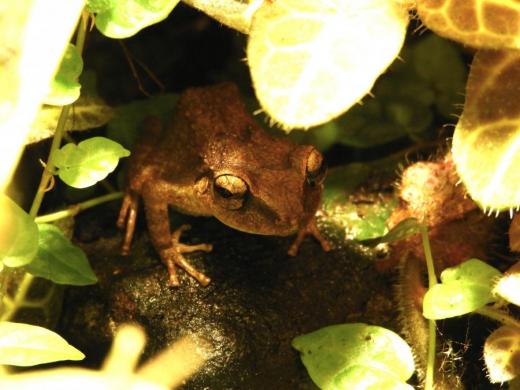 Bezblanka rodu (Eleutherodactylus) k rozmnožování vodu nepotřebuje, vajíčka klade do vlhkého substrátu. Přestože je původem z Karibiku můžeme se s ní setkat i u nás v tropických sklenících.