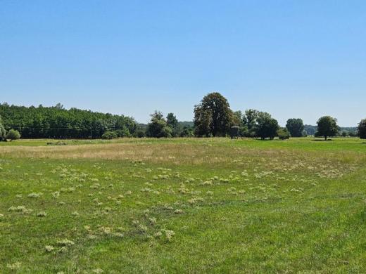 Rozlehlý hrúd jižně od zámečku Lány v létě; po pokosení vykvétá hojně stepní běžec máčka ladní.