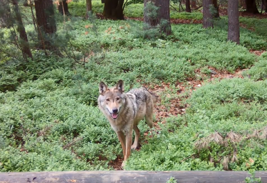 Snímek vlčice z oblasti Kokořínska a Ralska, který odhalil letošní reprodukci. Vlčice má nateklé struky, což je významný důkaz péče o narozená vlčata. Pozdější záběry z fotopastí přítomnost vlčat skutečně prokázaly.