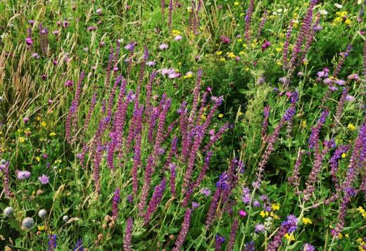Luční trávník z panonských druhů v obci Kostice tři roky po výsevu.